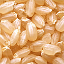 ミルキークィーン 発芽玄米(無農薬)5kg